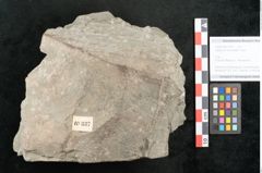 Foto (Objekt + Etikett) von Asplenium hochstetteri Unger (NHMW-GEO-2024-0188-10337)